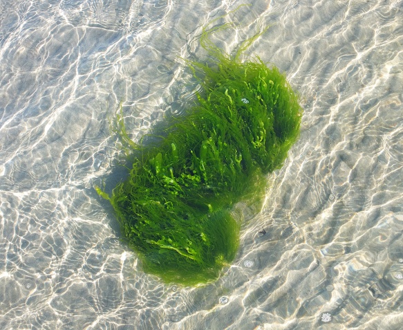 sjögräs